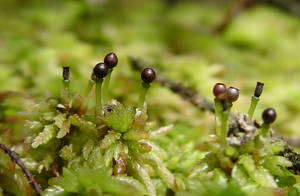 生长较低的泥沼藓的习性照片，显示生殖头，蒴果由假足隆起在席上。