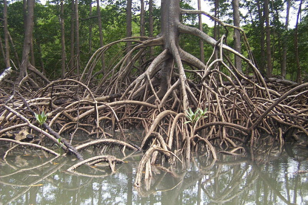 Stilt roots of a Rhizophora mangrove tree captured on a small river in Salinas - Pará - Brazil