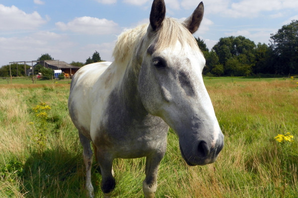 {{Information | Description = Third horse at Lower Green Farm, Ickleford. Herts GOC's walk in Ickleford, Holwell, Pirton, Oughtonhead and the surrounding countryside, 11 August 2012. | Source =...