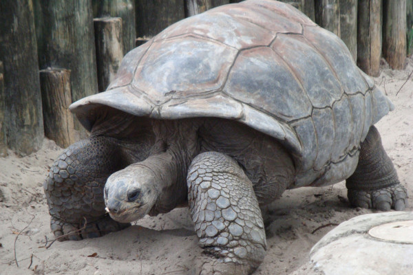 A Galápagos Giant Tortoise