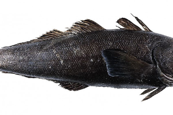 Patagonian toothfish, Dissostichus eleginoides