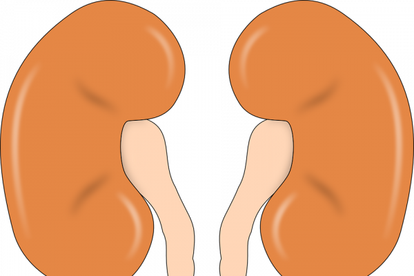 左肾和右肾的卡通插图