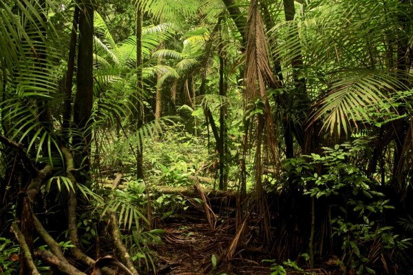 伐木后亚马逊吸收了多少碳?