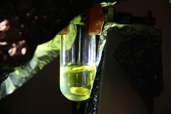 利用植物光合作用的知识，我们很快就能通过人造叶子开发出新的可再生能源。
