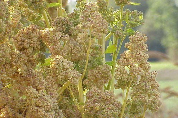 藜麦-藜麦-能够忍受极端的盐度，温度和干旱，并产生营养丰富的种子。