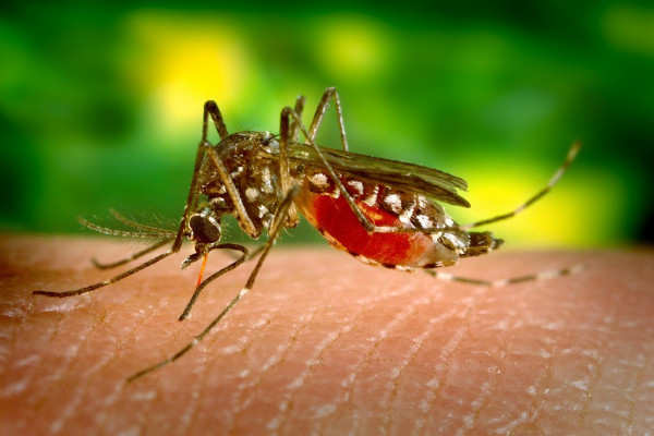 这张照片显示了一只蚊子在咬人。