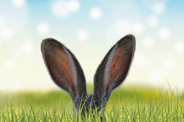 长草里的兔子耳朵