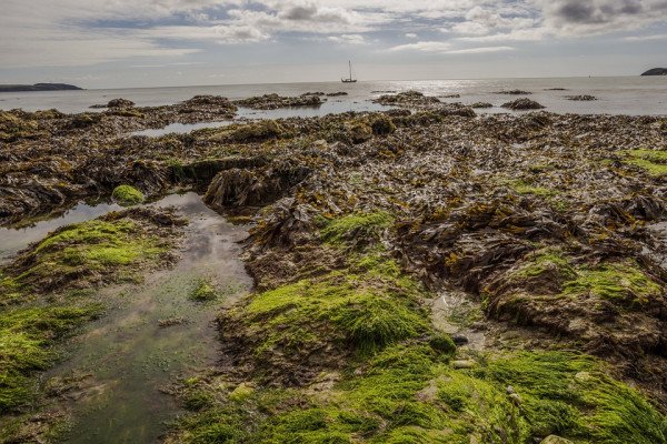 带海藻的淤泥海岸线