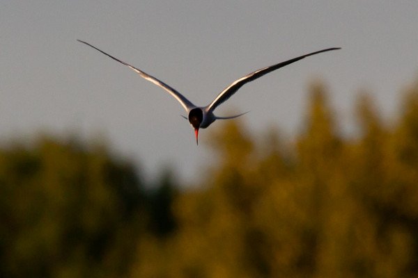 北极燕鸥的照片