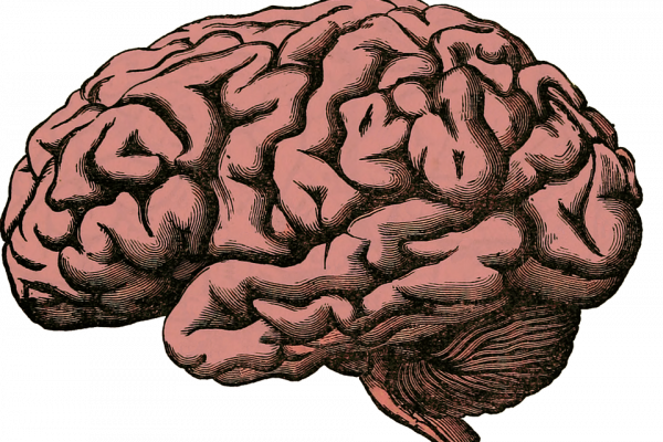 人类的大脑。