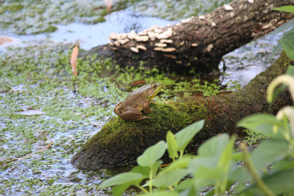 一只青蛙坐在沼泽里