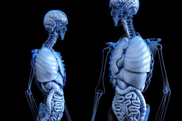 两个CGI图形，展示了人体器官系统