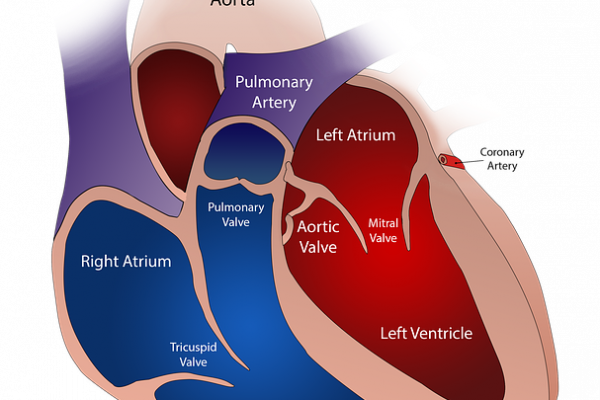 心脏和瓣膜的示意图
