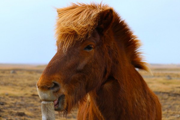 冰岛马的照片