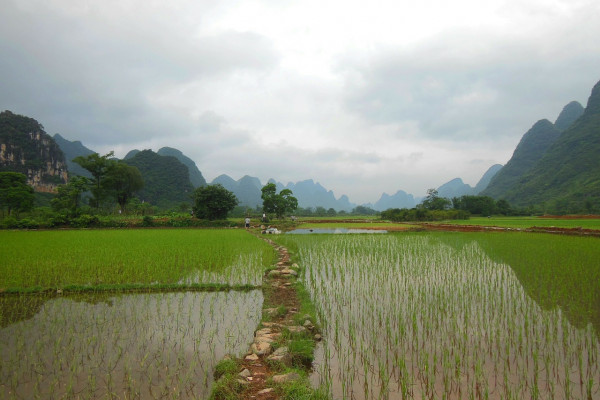 中国云南省的一片稻田。