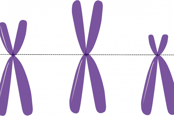 X染色体的风格化插图。