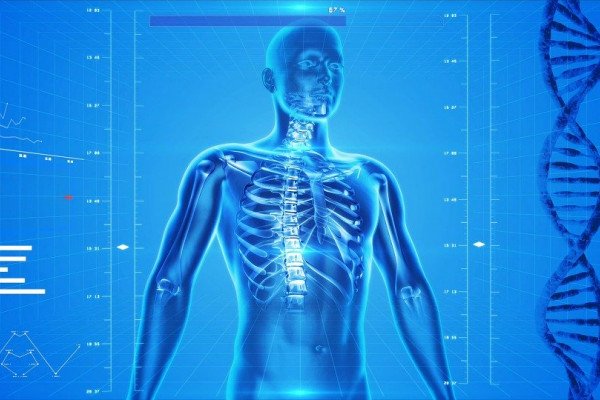 一个蓝色的CGI图像的身体，显示骨骼