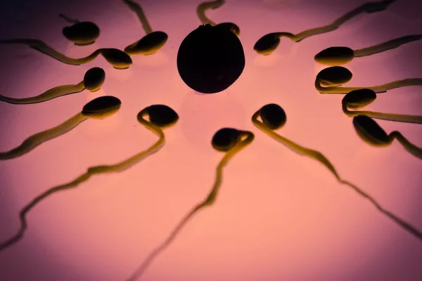 精子游向卵细胞。