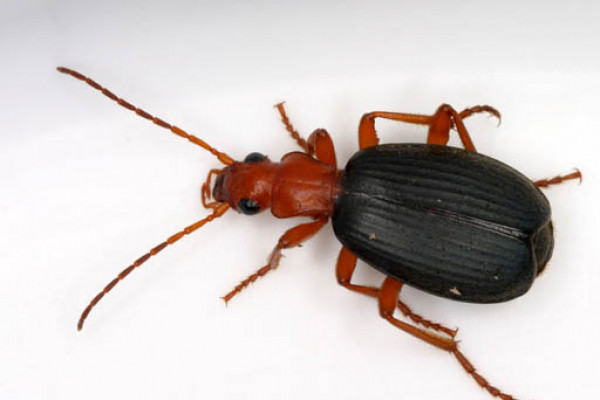 庞巴迪甲虫，Brachininae sp，奥兰治县，北卡罗莱纳州，美国。长度13毫米。