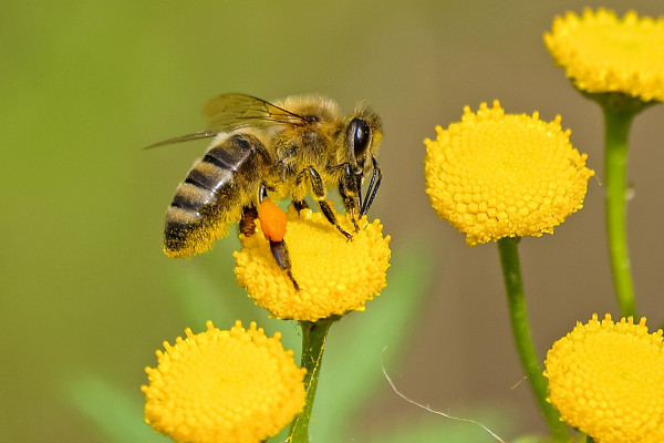 一朵花上的蜜蜂