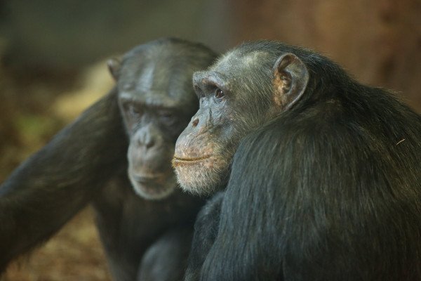 在雄性和雌性黑猩猩中，不同的性格特征与不同的寿命有关。