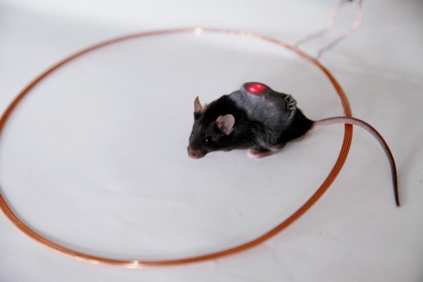 光基因植入释放胰岛素的糖尿病小鼠