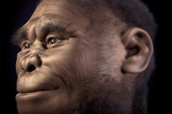 Reconstruction of female Homo floresiensis