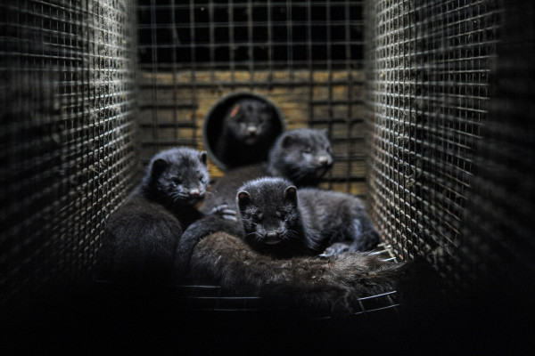 Some mink in a cage.