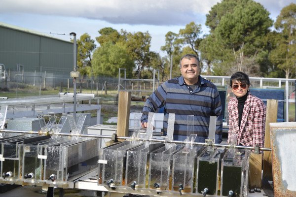 Navid Moheimani和Parisa Bahri正在开发藻类系统，将废水转化为宝贵的食物资源