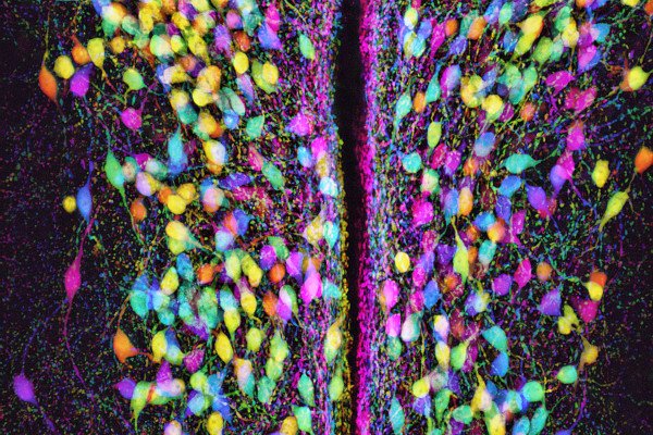 小鼠下丘脑室旁核的tdTomato阳性催产素能神经元。
