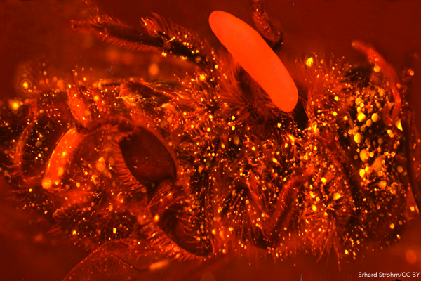 狼黄蜂麻痹一只蜜蜂，在尸体上涂上有益的细菌和脂质来抑制微生物的生长，并产卵。新出的黄蜂幼虫吞食保存完好的蜜蜂尸体。