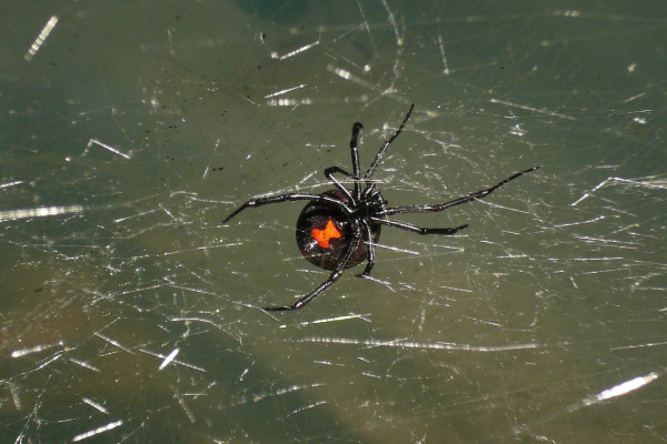 黑寡妇蜘蛛