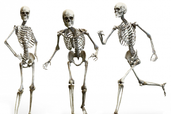 人类的骨骼