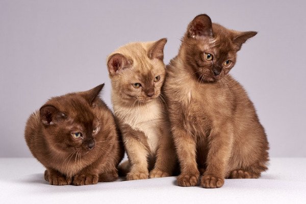 三只棕色小猫并排坐着，看着他们的左边