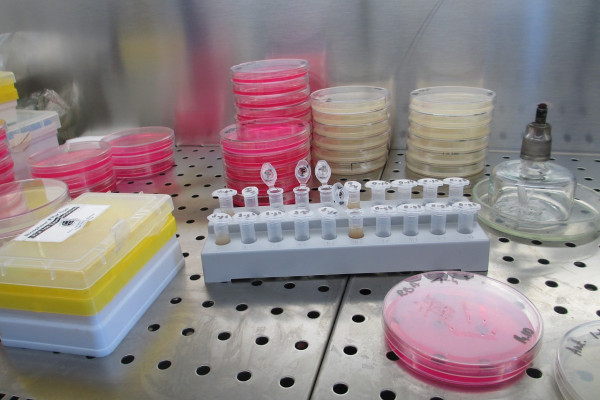 生物实验室的设备-试管和培养皿。