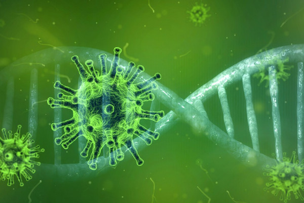 一条DNA链周围的绿色冠状病毒颗粒。