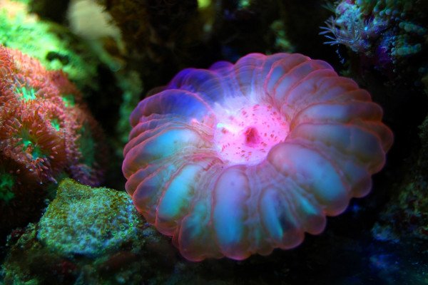 珊瑚礁中的珊瑚