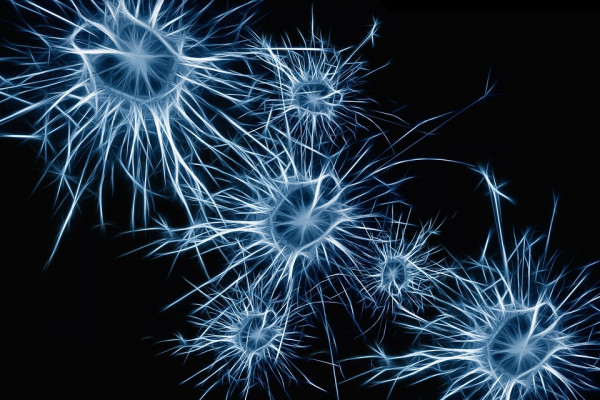 艺术家描绘神经细胞(神经元)的图形