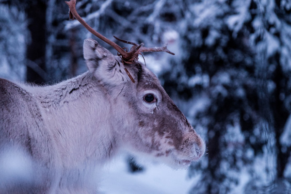 A caribou in a snowy forest.