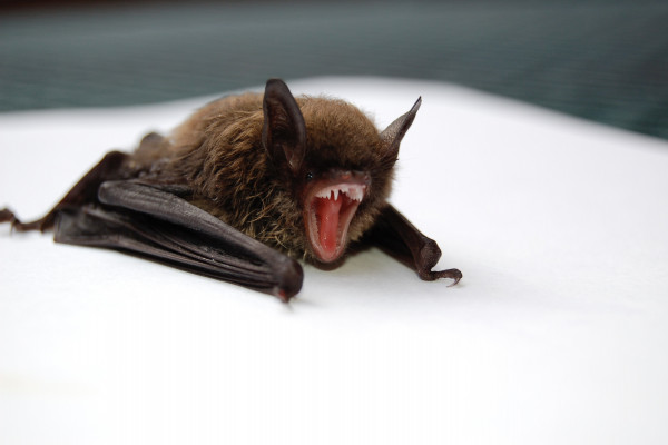 吸血鬼bat