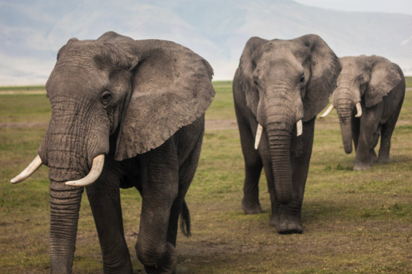 三只大象排成一行走着