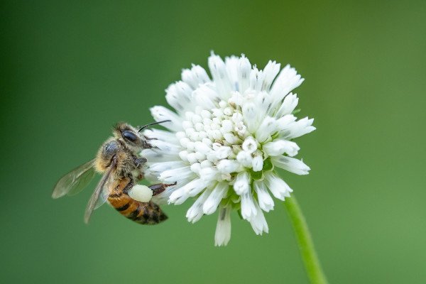 一只蜜蜂栖息在一朵白花上