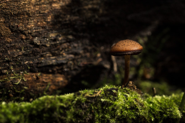 长在树皮上的蘑菇。