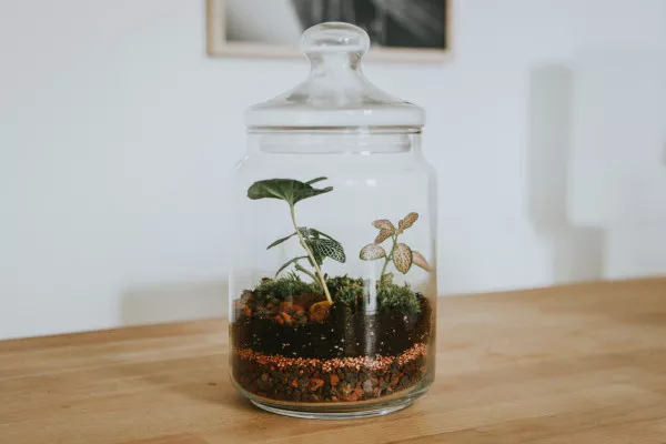 一个装有泥土和植物的玻璃容器。
