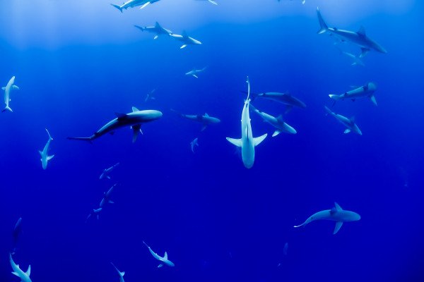 一群鲨鱼互相游来游去。