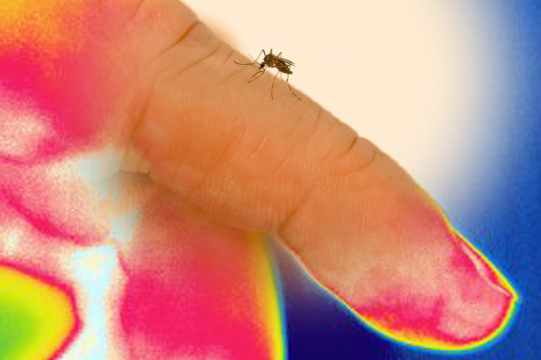 蚊子通过探测人体体温来识别目标。