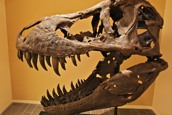 A Male T-Rex Skull