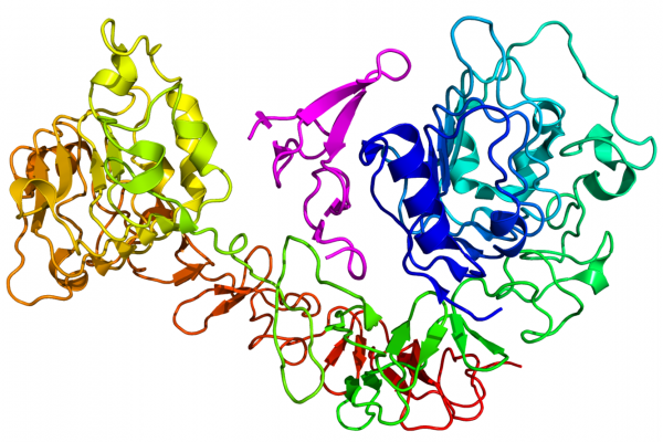 基于PDB 1NQL晶体坐标的表皮生长因子受体(EGFR)(彩虹色，n端=蓝色，c端=红色)与其配体表皮生长因子(品红色)的图解。