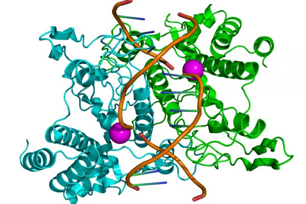 与双链DNA(棕色管)结合的同二聚体限制性内切酶EcoRI的结构(青色和绿色卡通图)