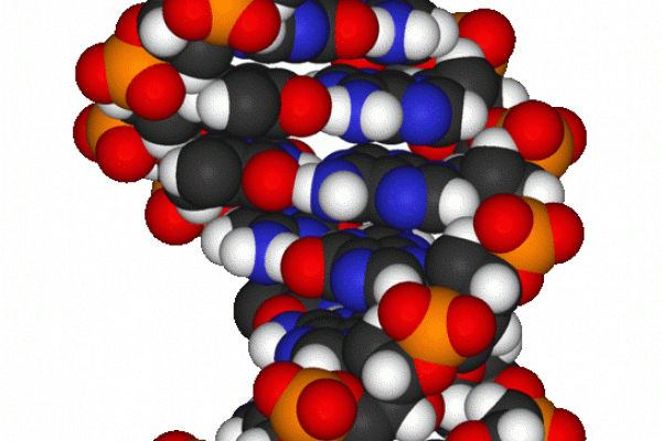 DNA片段的分子模型